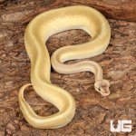 ug_Yearling_Pastel_Lesser_Pinstripe_Ball_Python_#35_4.jpg