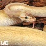 ug_Yearling_Pastel_Lesser_Pinstripe_Ball_Python_#35_3.jpg