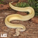 ug_Yearling_Pastel_Lesser_Pinstripe_Ball_Python_#35_2.jpg