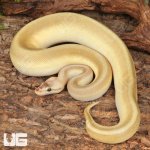 ug_Yearling_Pastel_Lesser_Pinstripe_Ball_Python_#35_1.jpg