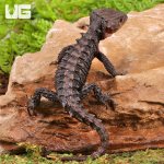 ug_Red_Eye_Crocodile_Skink_5.jpg