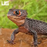 ug_Red_Eye_Crocodile_Skink_4.jpg