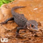 ug_Red_Eye_Crocodile_Skink_3.jpg