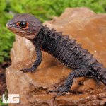 ug_Red_Eye_Crocodile_Skink_2.jpg