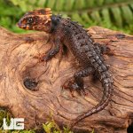 ug_Baby_Red_Eyed_Crocodile_Skink_4.jpg
