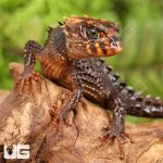 ug_Baby_Red_Eyed_Crocodile_Skink_3.jpg