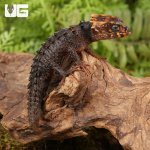 ug_Baby_Red_Eyed_Crocodile_Skink_2.jpg