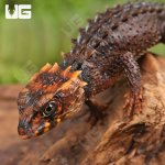ug_Baby_Red_Eyed_Crocodile_Skink_1.jpg
