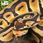 ug_Yearling Pastel Cypress Wookie Ball Python_#19_1.jpg