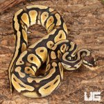 ug_Yearling Pastel Cypress Wookie Ball Python_#19_2.jpg