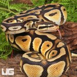 ug_Yearling Pastel Cypress Wookie Ball Python_#19_3.jpg