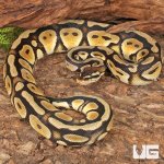 ug_Yearling Pastel Cypress Wookie Ball Python_#19_4.jpg