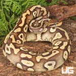 ug_Sub_Adult_Pastave_Surge_Ball_Python_#39_2.jpg