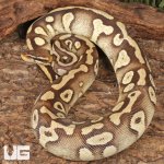 ug_Sub_Adult_Pastave_Surge_Ball_Python_#39_1.jpg