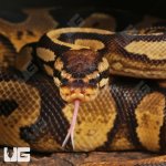ug_Sub Adult Pastel Yellowbelly Ball Python_#31_3.jpg