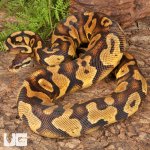 ug_Sub Adult Pastel Yellowbelly Ball Python_#31_1.jpg