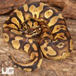 ug_Sub Adult Pastel Yellowbelly Ball Python_#31_2.jpg