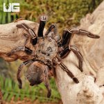 ug_skeleton_leg_tarantula_4.jpg
