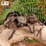 ug_skeleton_leg_tarantula_3.jpg