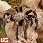 ug_skeleton_leg_tarantula_2.jpg