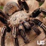 ug_skeleton_leg_tarantula_1.jpg