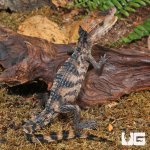 ug_Hatchling_Dwarf_Caiman_4.jpg