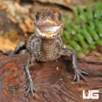 ug_Hatchling_Dwarf_Caiman_3.jpg