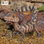 ug_Hatchling_Dwarf_Caiman_2.jpg