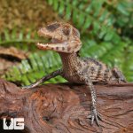 ug_Hatchling_Dwarf_Caiman_1.jpg