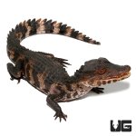 ug_614_juvenile_dwarf_caiman_2.jpg