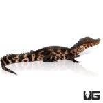 ug_614_juvenile_dwarf_caiman_4.jpg
