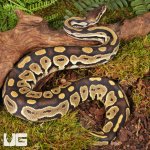 ug_Fire_Het_Tri_Stripe_Ball_Python_#21_3.jpg