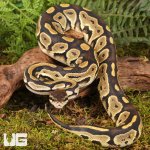 ug_Fire_Het_Tri_Stripe_Ball_Python_#21_2.jpg