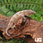 ug_Baby_Gran_Terra_Leachianus_Gecko_2_1.jpg