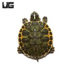 ug_special_baby_florida_redbell_2_2.jpg