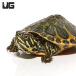 ug_special_baby_florida_redbell_2_1.jpg