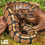 ug_Surge_Het_Tri_Stripe_Ball_Python_#29_3.jpg