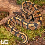 ug_Surge_Het_Tri_Stripe_Ball_Python_#29_1.jpg
