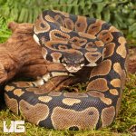 ug_Scaleless_Head_Het_Tri_Stripe_Ball_Python_#30_4.jpg