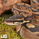 ug_Scaleless_Head_Het_Tri_Stripe_Ball_Python_#30_3.jpg