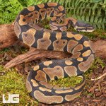 ug_Scaleless_Head_Het_Tri_Stripe_Ball_Python_#30_2.jpg