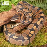 ug_Scaleless_Head_Het_Tri_Stripe_Ball_Python_#30_1.jpg