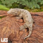 ug_High_Pink_Nu_Ana_Leachianus_Gecko_1.jpg