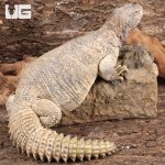 ug_uromastyx_adult_4.jpg