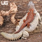 ug_uromastyx_adult_3.jpg