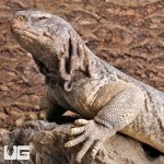 ug_uromastyx_adult_2.jpg