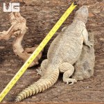 ug_uromastyx_adult_1.jpg