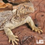 ug_Yearling_Microlepis_Uromastuyx_3.jpg