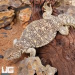 ug_Yearling_Microlepis_Uromastuyx_2.jpg