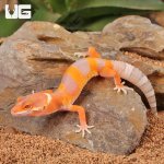 ug_Baby_Tangerine_Albino_Leopard_Gecko_4.jpg